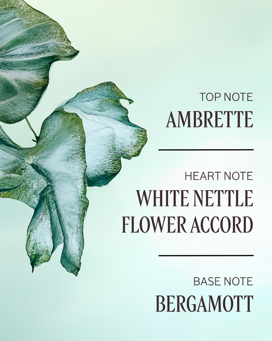 Ortie Blanche (Formerly Herbae) Perfumed Shower Gel - Image 3